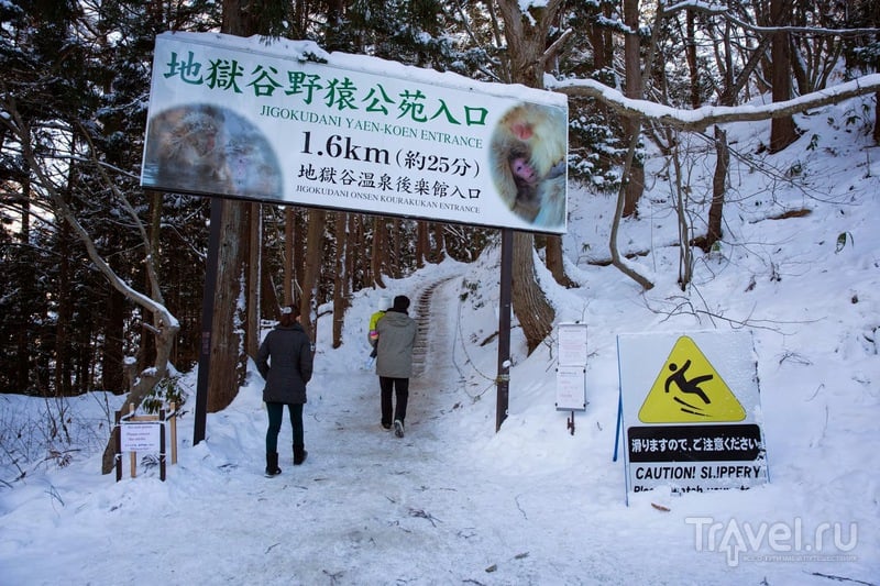 Япония зимой. Jigokudani Monkey Park. Обезьяны в горячих источниках / Япония