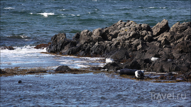 Полуостров Ватнснес - "Land of seals" / Фото из Исландии
