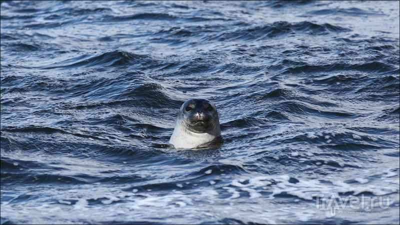 Полуостров Ватнснес - "Land of seals" / Фото из Исландии