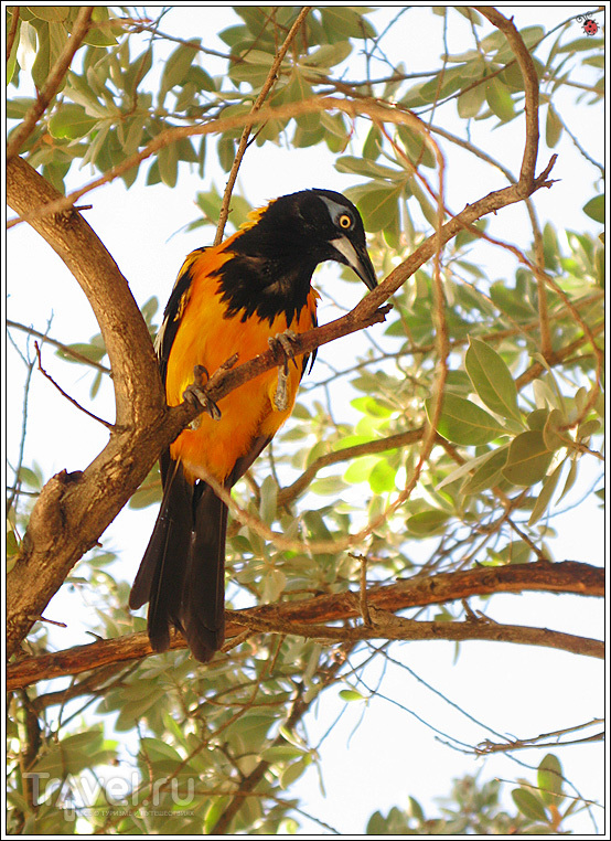 Caribbean, Dutch Antilles, Curacao /   