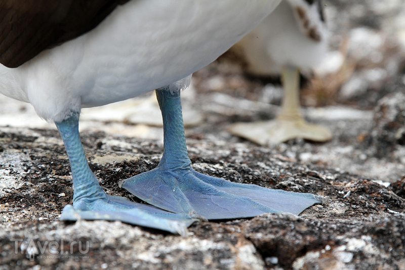  . Blue footed boobies.   /   