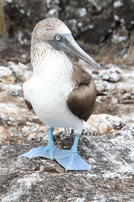 . Blue footed boobies.   /   