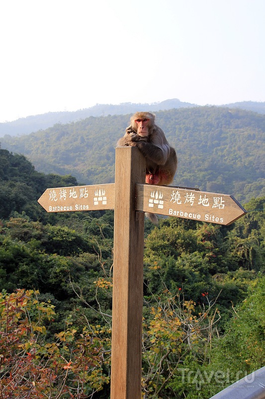 Гонконг, Kam Shan Country Park, также известный как Monkeys Hill / Гонконг - Сянган (КНР)
