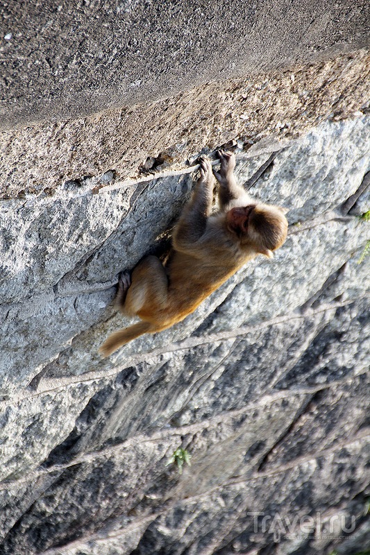 , Kam Shan Country Park,    Monkeys Hill /  -  ()