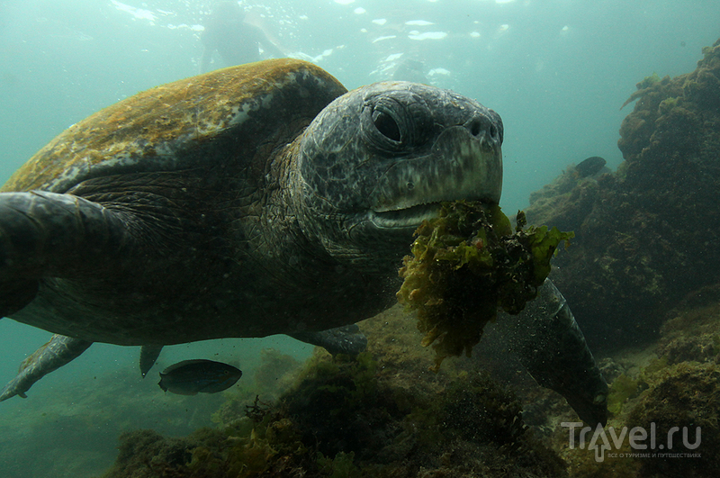 Галапагосские острова. Зелёные черепахи / Фото из Эквадора