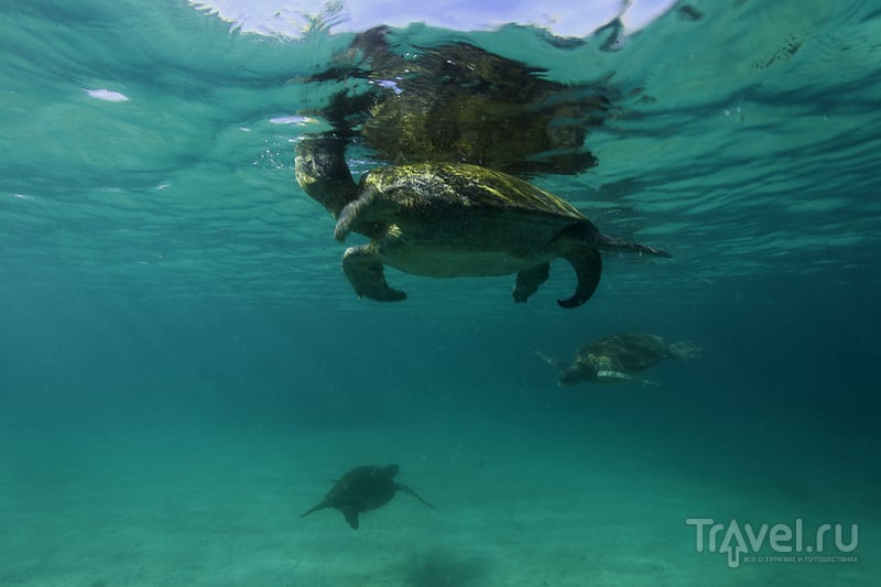 Галапагосские острова. Зелёные черепахи / Фото из Эквадора