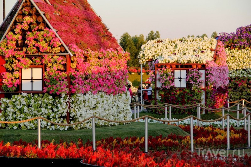 Dubai Miracle Garden -     / 