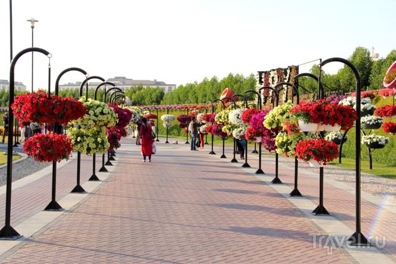 Dubai Miracle Garden -     / 