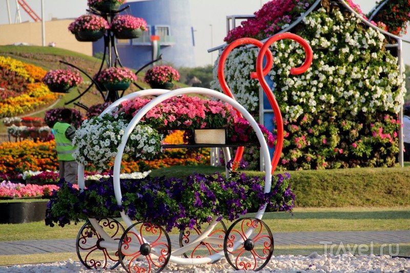 Dubai Miracle Garden -     / 