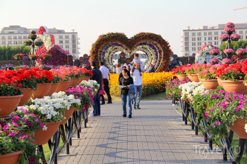 Dubai Miracle Garden -     / 