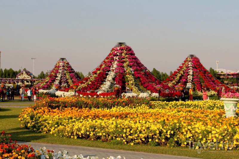 Dubai Miracle Garden -     / 