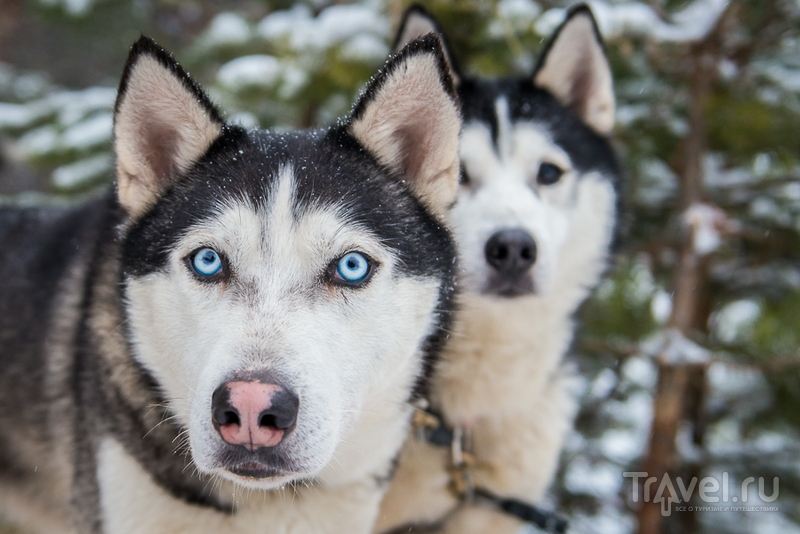 Бег снежной собаки / Россия