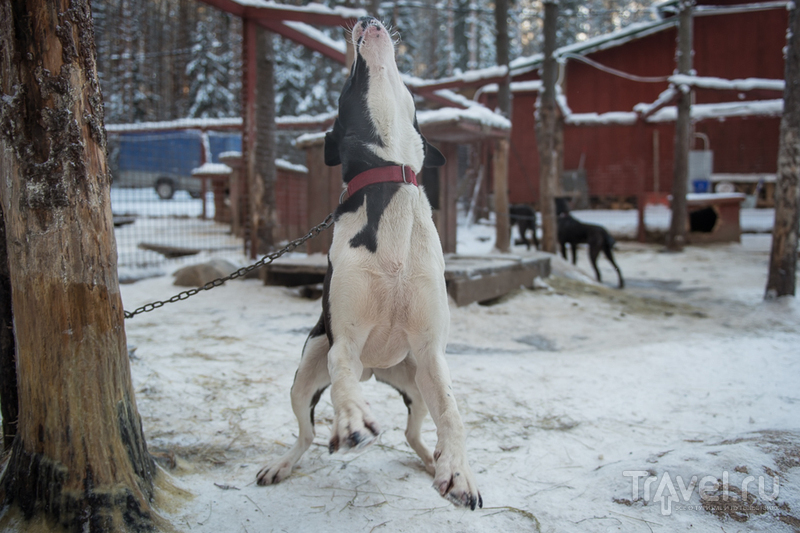 Бег снежной собаки / Россия