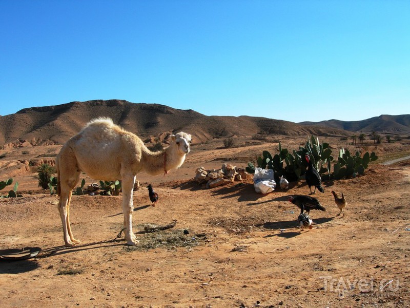 Разное солнце Сахары / Фото из Туниса