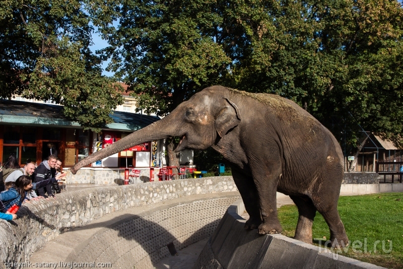 Белград, Сербия: зоопарк / Сербия
