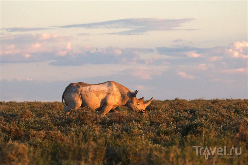 Намибия. Этоша и Кейп-Кросс / Фото из Намибии