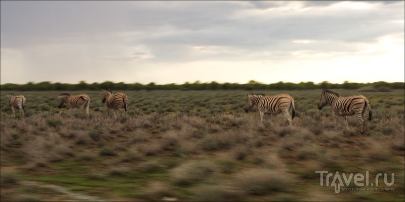 Намибия. Этоша и Кейп-Кросс / Фото из Намибии