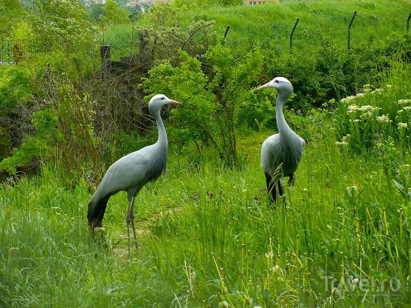 Прогулка по Пражскому зоопарку / Чехия