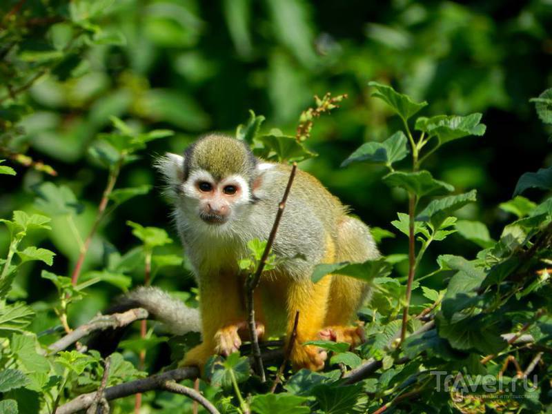 Прогулка по Пражскому зоопарку / Чехия