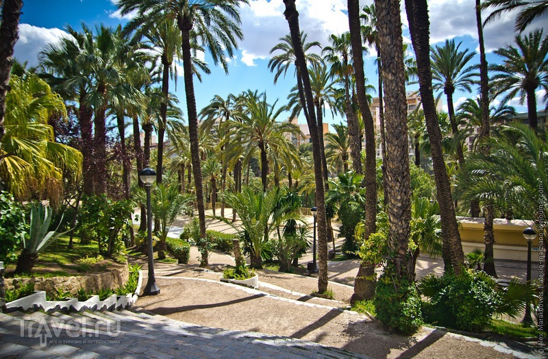 Эльче - пальмовый рай. Испания / Фото из Испании