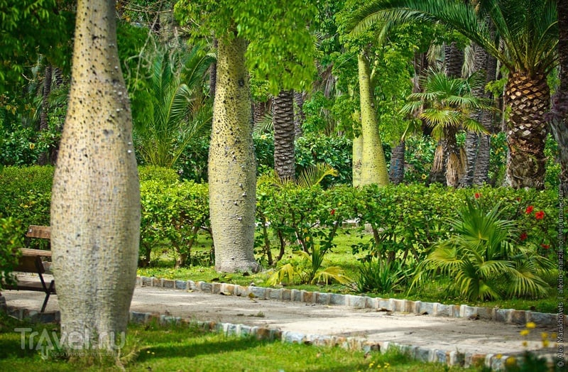 Эльче - пальмовый рай. Испания / Фото из Испании