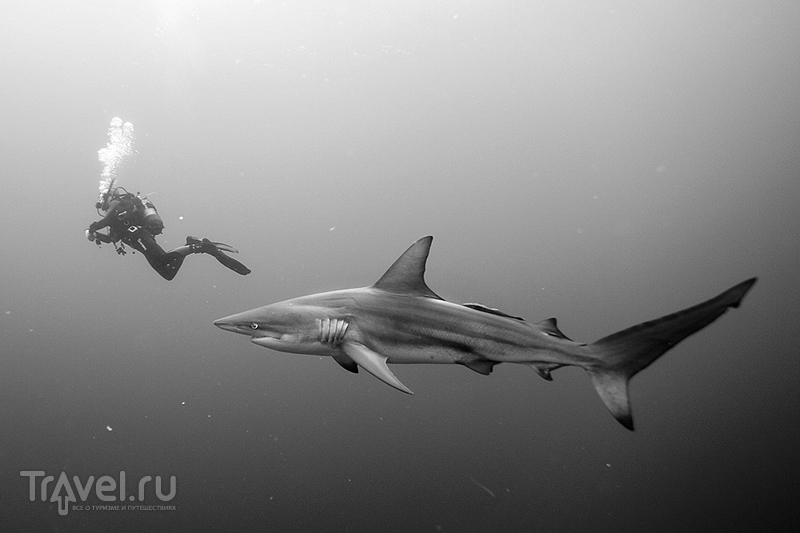 В преддверии 8 марта: подборка самых фотогеничных акул / ЮАР