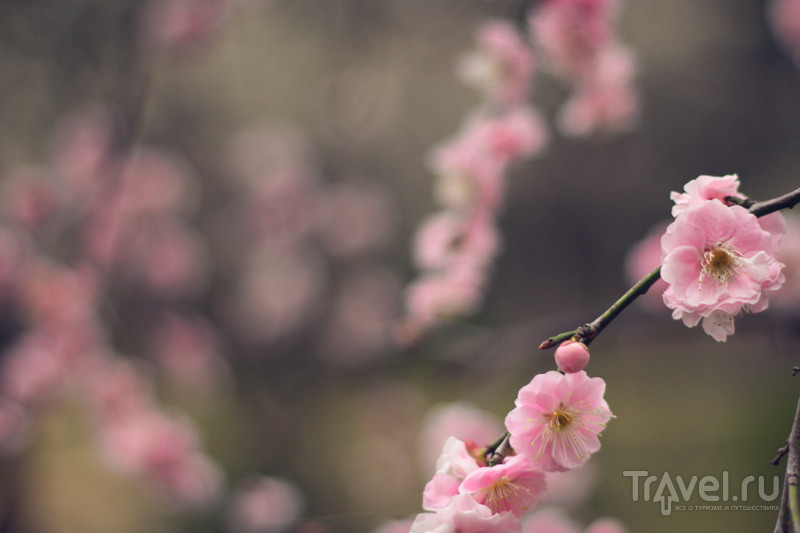 Цветение сливы в парке Koishikawa Korakuen Garden / Япония