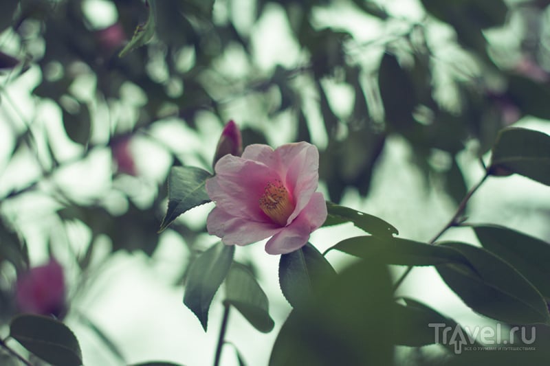 Цветение сливы в парке Koishikawa Korakuen Garden / Япония