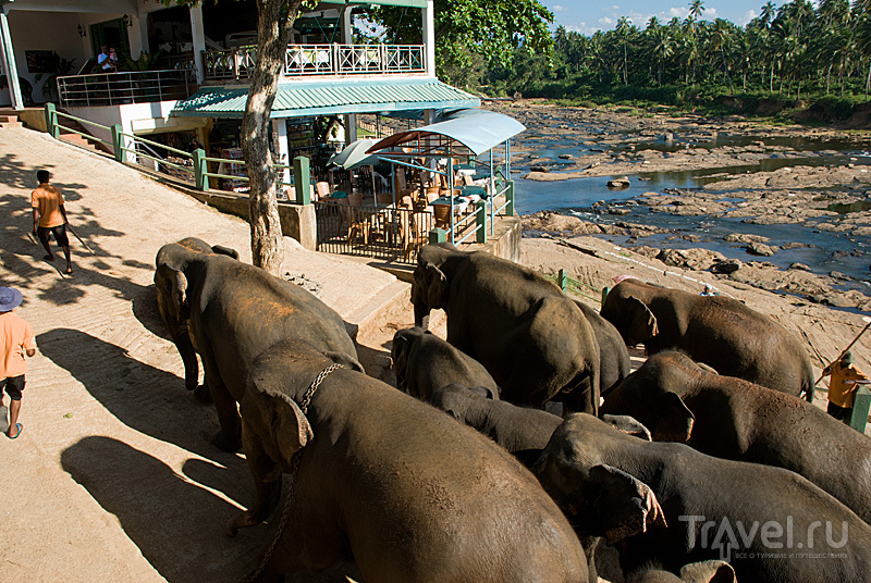 Парк лишних слонов. Пиннавела, Шри-Ланка / Фото со Шри-Ланки