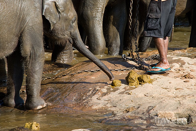 Парк лишних слонов. Пиннавела, Шри-Ланка / Фото со Шри-Ланки