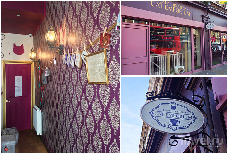 Лондон, кошачье кафе Lady Dinah's Cat Emporium / Великобритания