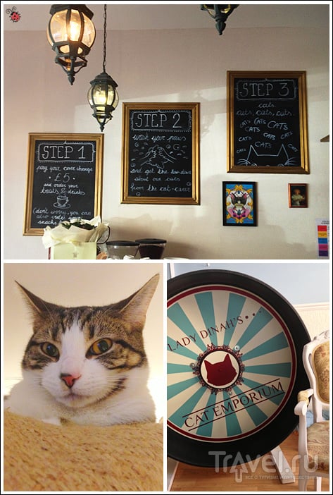 Лондон, кошачье кафе Lady Dinah's Cat Emporium / Великобритания