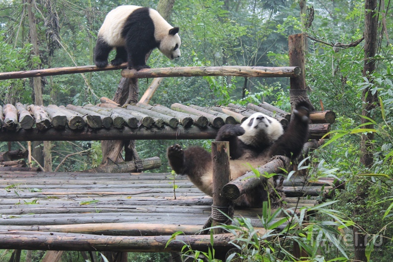 Китай: Чэнду - панды, танцы и езда по-китайски / Китай