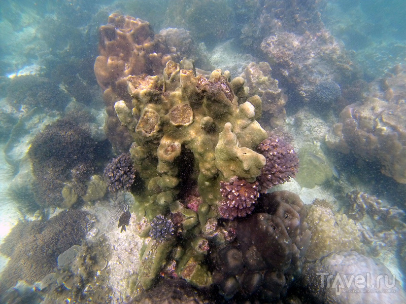 Кораллы в окрестностях острова Самуй, Таиланд / Фото из Таиланда