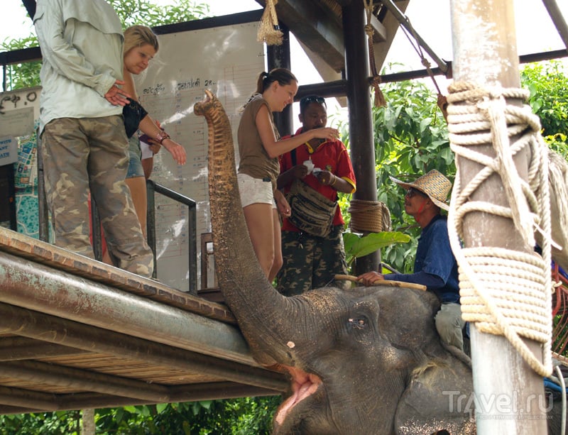 Катание на слонах в Namuang Safari Park, остров Самуй, Таиланд / Фото из Таиланда