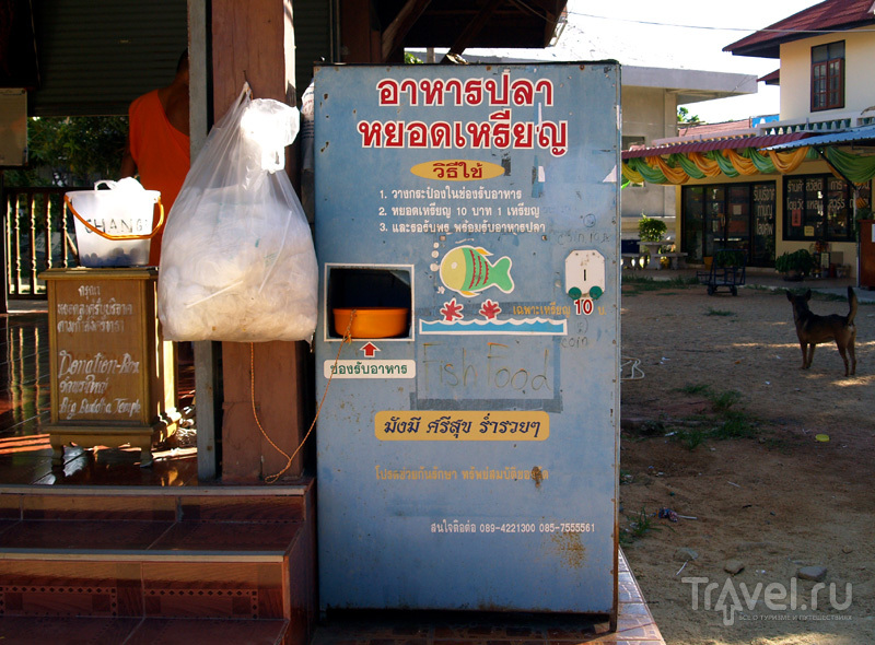 Приключения на "кокосовом" острове Самуй / Фото из Таиланда