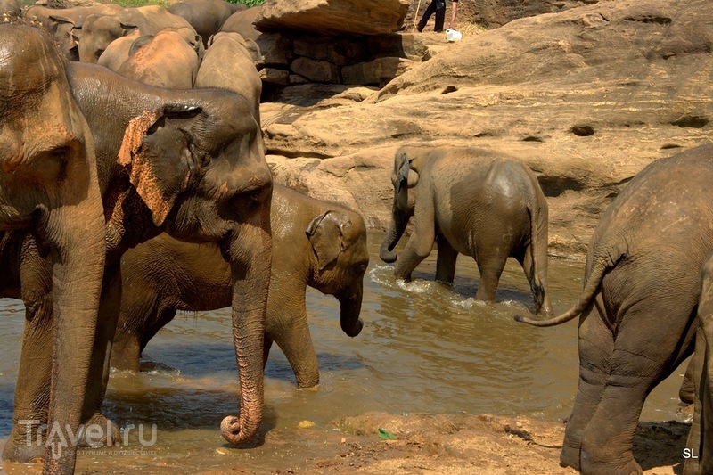 Шри-Ланка. Пиннавела: Купание слонов / Шри-Ланка