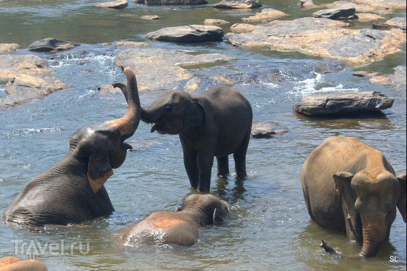 Шри-Ланка. Пиннавела: Купание слонов / Шри-Ланка