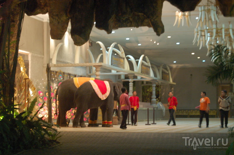 Шоу слонов и шоу трансвеститов. Пхукет, Таиланд / Таиланд