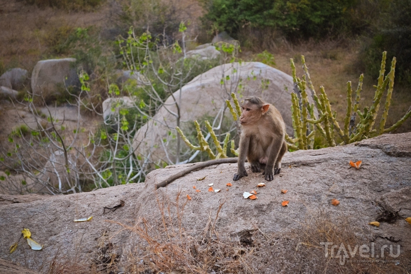 Храмы и обезьяны. Хампи, Индия / Индия