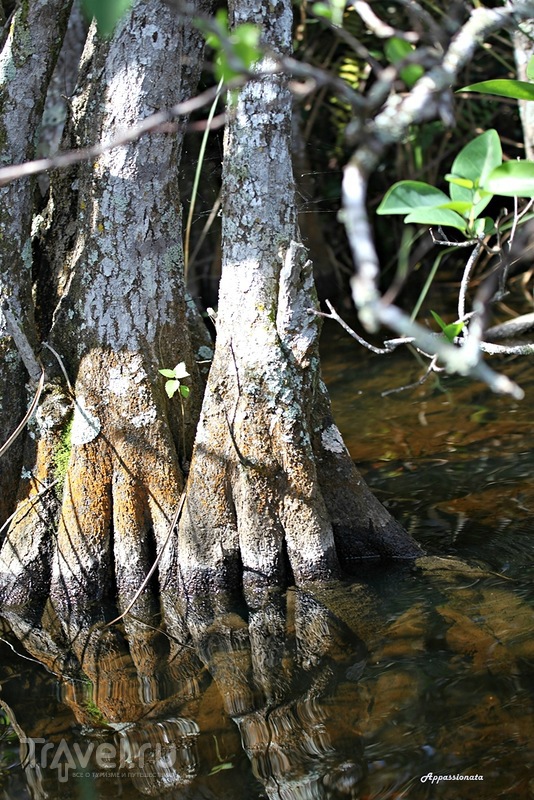 Эверглейдс - "Река травы" или Болота аллигаторов. Флорида, США / Фото с Виргинских островов (США)