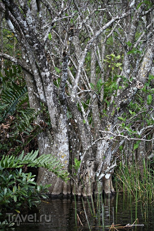 Эверглейдс - "Река травы" или Болота аллигаторов. Флорида, США / Фото с Виргинских островов (США)