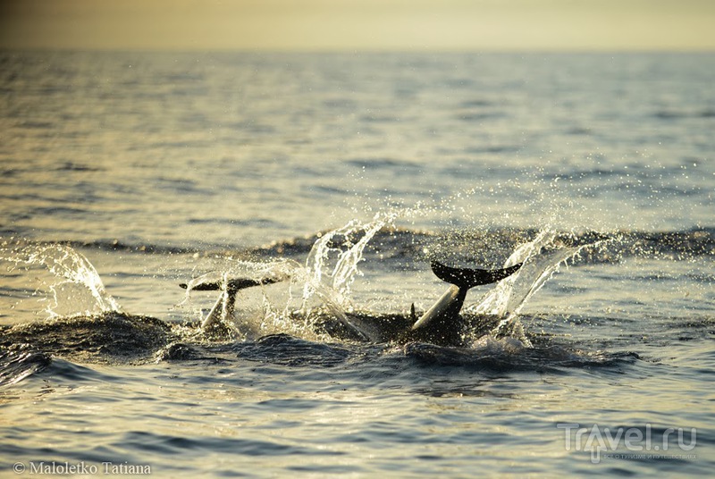Бали 2013. Экскурсия к дельфинам / Индонезия