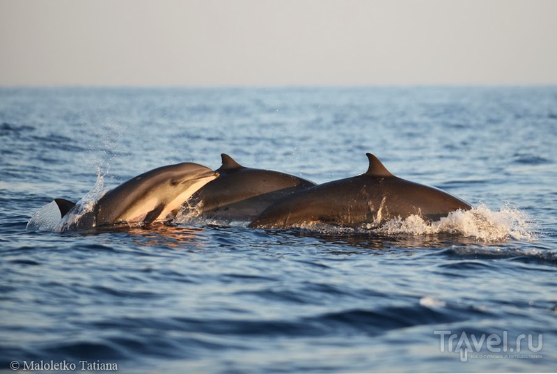 Бали 2013. Экскурсия к дельфинам / Индонезия