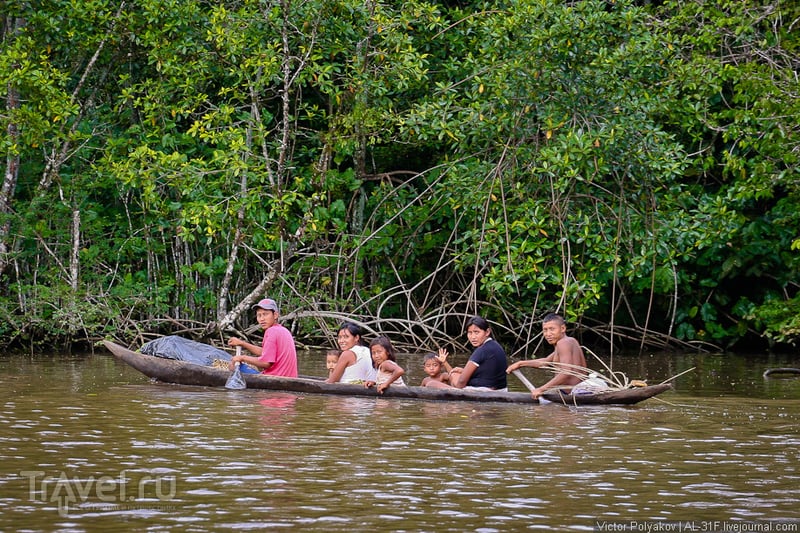 В джунглях дельты реки Ориноко. Венесуэла / Фото из Венесуэлы