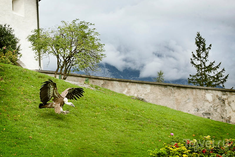 Замок Хоенверфен и Соколиная охота. Зальцбург, Австрия / Фото из Австрии