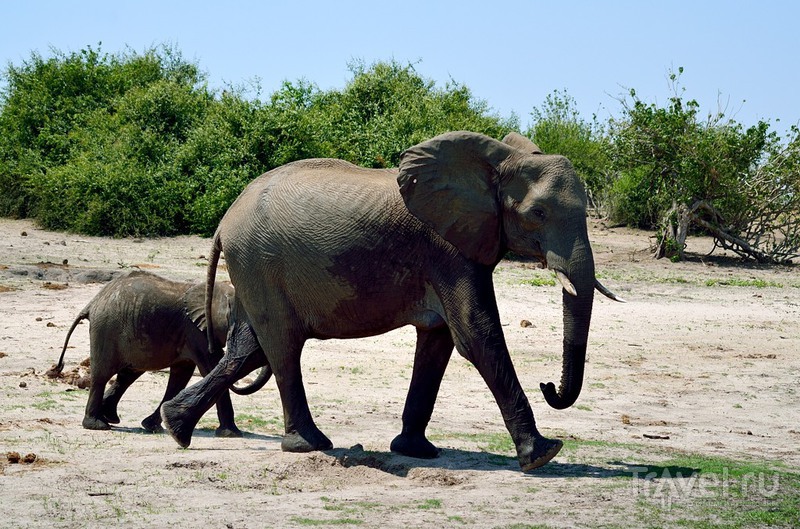 Слоны, жирафы и бегемоты парка Чобе / Фото из Ботсваны