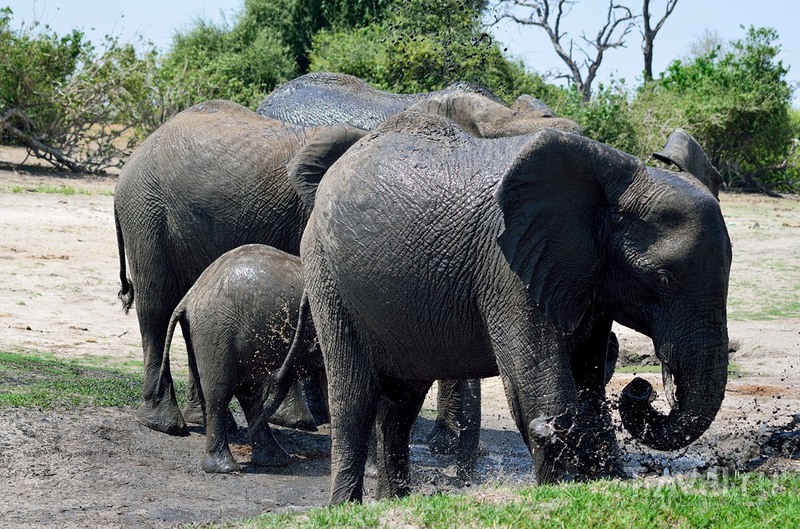 Слоны, жирафы и бегемоты парка Чобе / Фото из Ботсваны