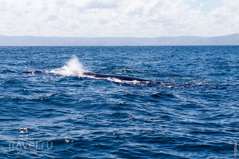 Доминикана. Экскурсия: дорога, киты, "райский" остров / Фото из Доминиканской Республики