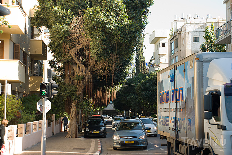 Холм весеннего креатива. Тель-Авив, Израиль / Фото из Израиля